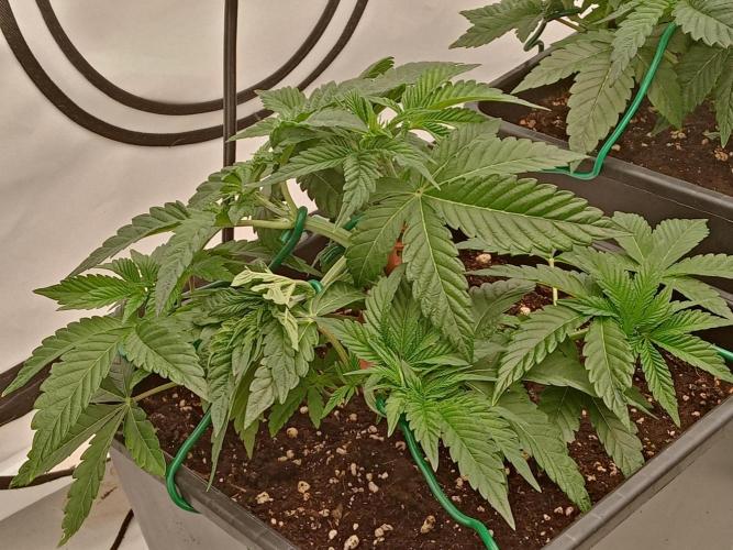 LemonCherryGelato / Gorilla Punch Auto. Week 5