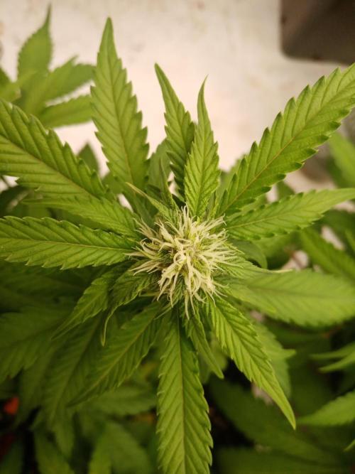 LemonCherryGelato / Gorilla Punch Auto. Week 6 - Gorilla pheno1