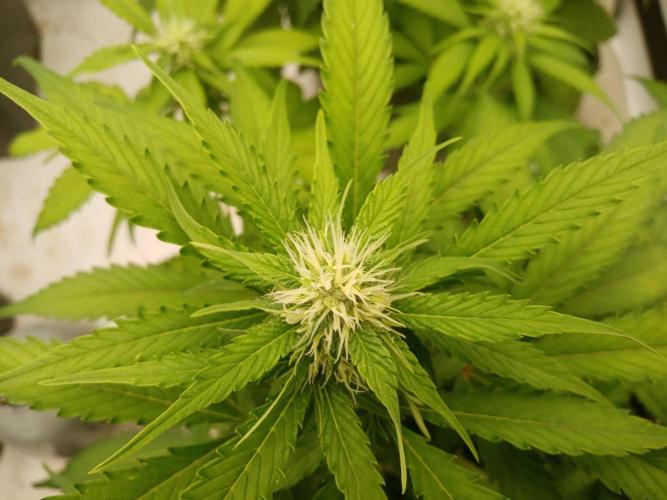 LemonCherryGelato / Gorilla Punch Auto. Week 6 - gorilla pheno2....similar to 1