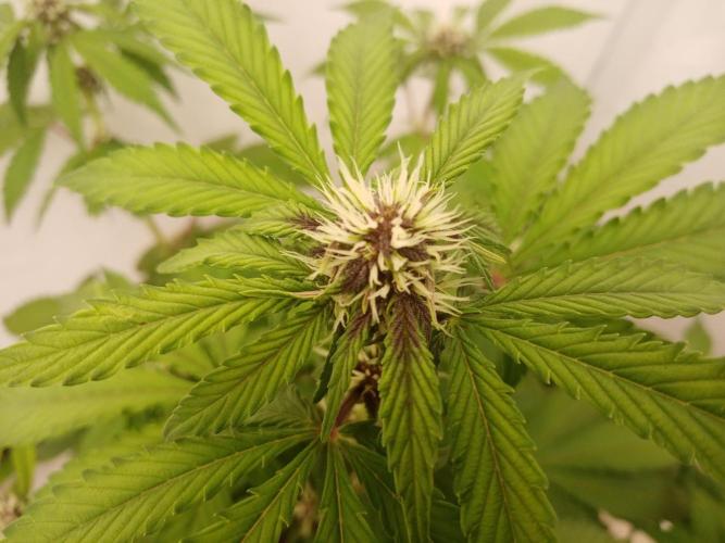 LemonCherryGelato / Gorilla Punch Auto. Week 6 - gorilla pheno 3, clearly purple