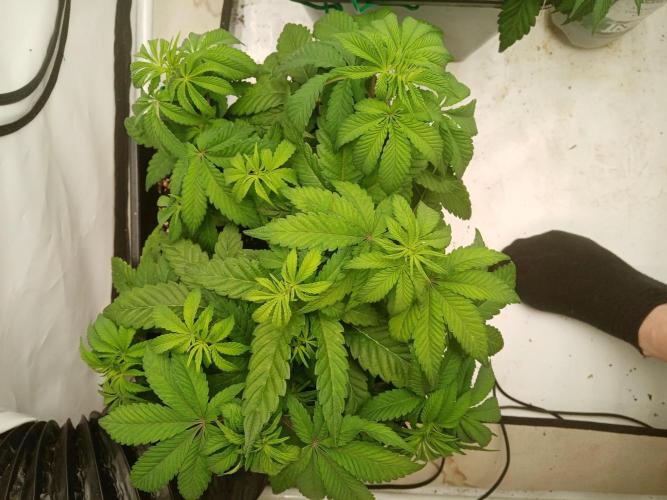 LemonCherryGelato / Gorilla Punch Auto. Week 6