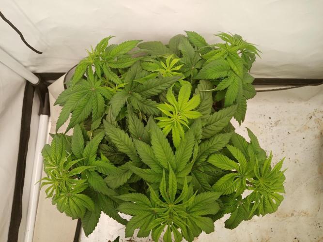 LemonCherryGelato / Gorilla Punch Auto. Week 6
