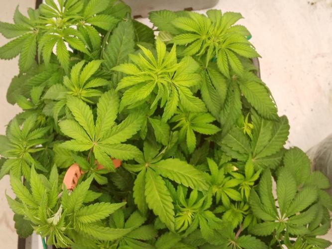 LemonCherryGelato / Gorilla Punch Auto. Week 6