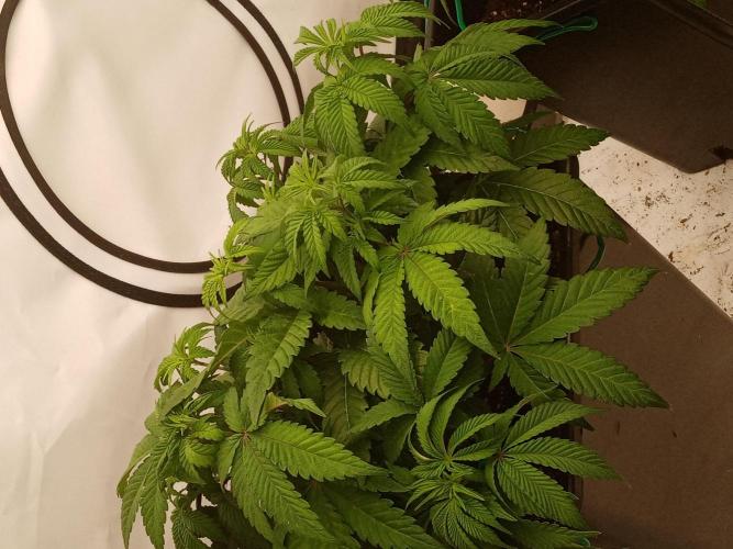 LemonCherryGelato / Gorilla Punch Auto. Week 6