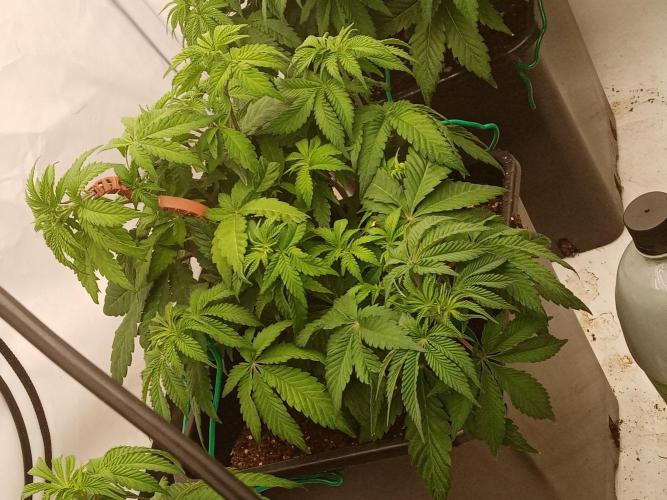 LemonCherryGelato / Gorilla Punch Auto. Week 6