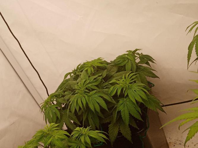 LemonCherryGelato / Gorilla Punch Auto. Week 6 - My gelato favourite