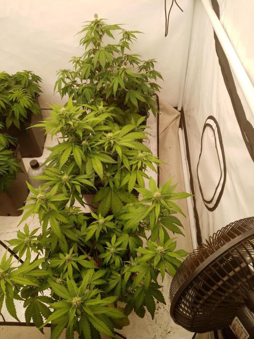 LemonCherryGelato / Gorilla Punch Auto. Week 6