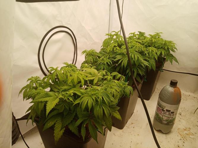 LemonCherryGelato / Gorilla Punch Auto. Week 7