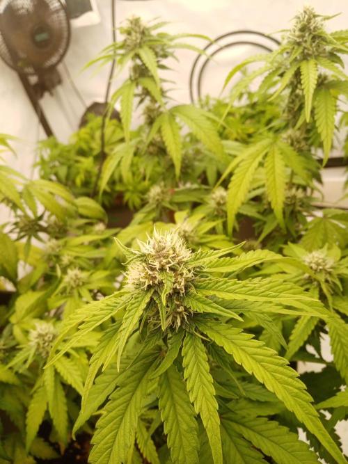 LemonCherryGelato / Gorilla Punch Auto. Week 7