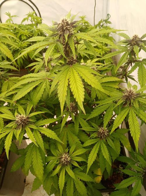 LemonCherryGelato / Gorilla Punch Auto. Week 7