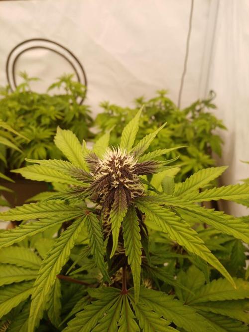 LemonCherryGelato / Gorilla Punch Auto. Week 7