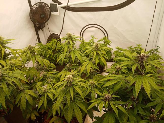 LemonCherryGelato / Gorilla Punch Auto. Week 7