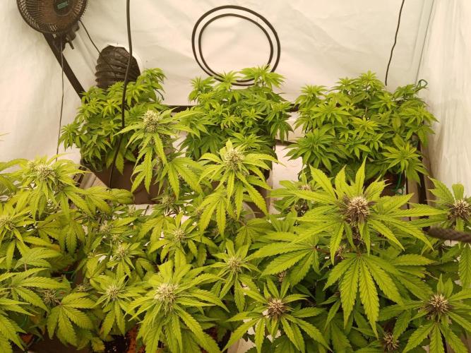 LemonCherryGelato / Gorilla Punch Auto. Week 7