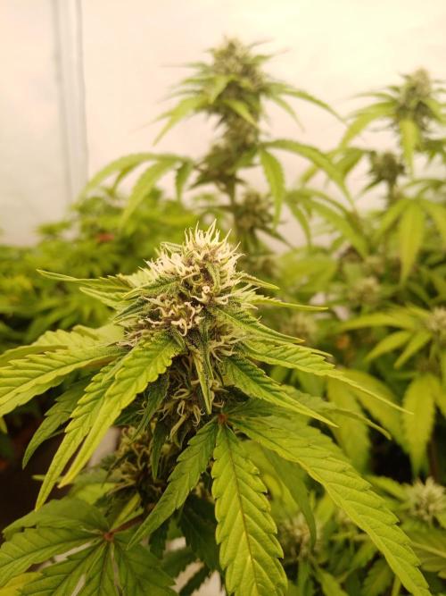 LemonCherryGelato / Gorilla Punch Auto. Week 7