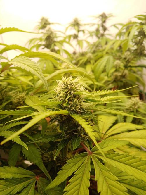 LemonCherryGelato / Gorilla Punch Auto. Week 7