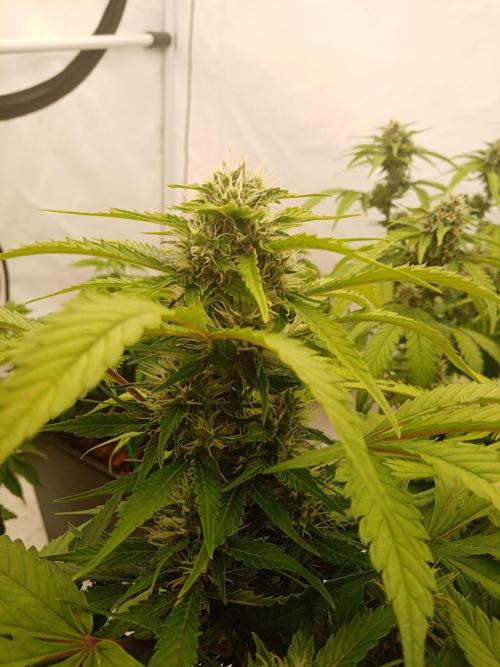 LemonCherryGelato / Gorilla Punch Auto. Week 7
