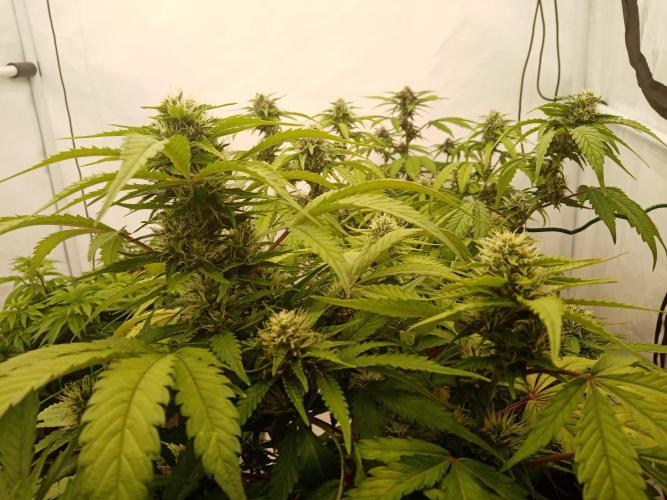 LemonCherryGelato / Gorilla Punch Auto. Week 7