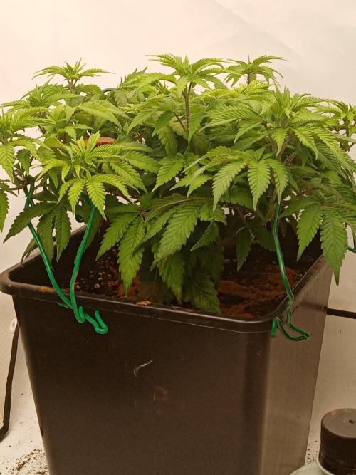LemonCherryGelato / Gorilla Punch Auto. Week 7