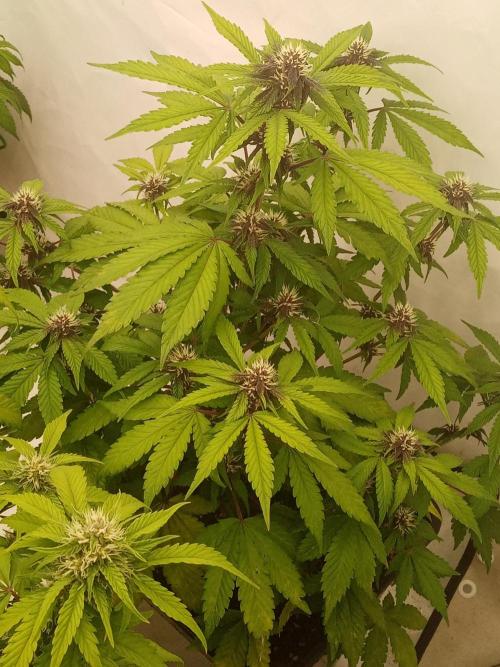 LemonCherryGelato / Gorilla Punch Auto. Week 7