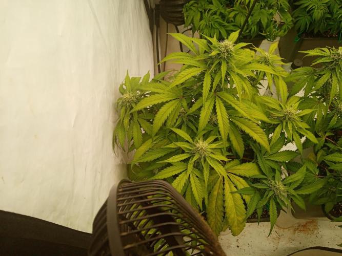 LemonCherryGelato / Gorilla Punch Auto. Week 7