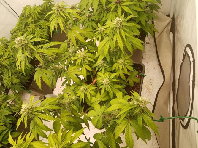 LemonCherryGelato / Gorilla Punch Auto. Week 7
