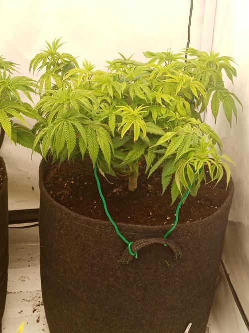 LemonCherryGelato / Gorilla Punch Auto. Week 7