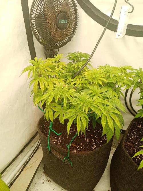 LemonCherryGelato / Gorilla Punch Auto. Week 7