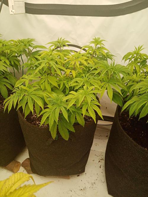 LemonCherryGelato / Gorilla Punch Auto. Week 7