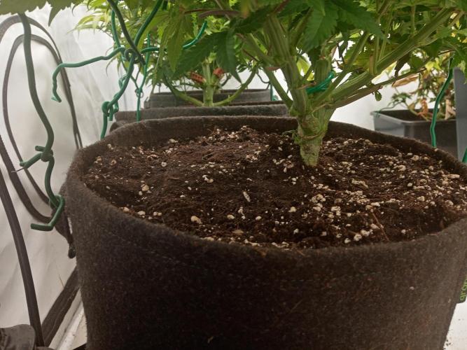 LemonCherryGelato / Gorilla Punch Auto. Week 8