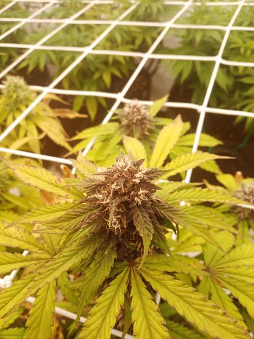 LemonCherryGelato / Gorilla Punch Auto. Week 8