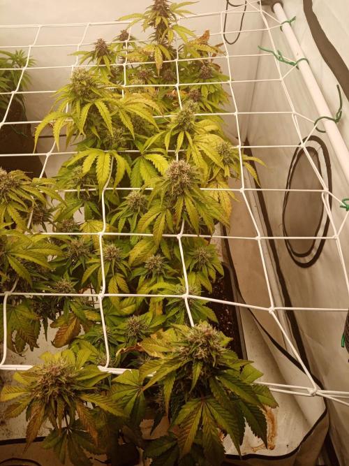 LemonCherryGelato / Gorilla Punch Auto. Week 8