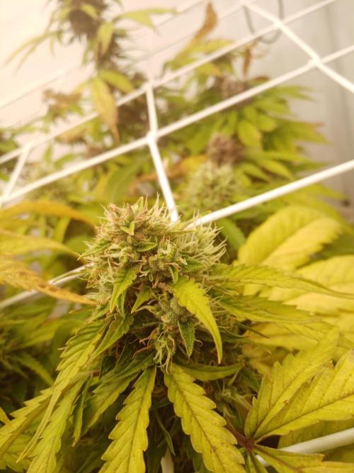 LemonCherryGelato / Gorilla Punch Auto. Week 8