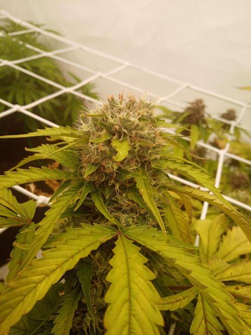 LemonCherryGelato / Gorilla Punch Auto. Week 8