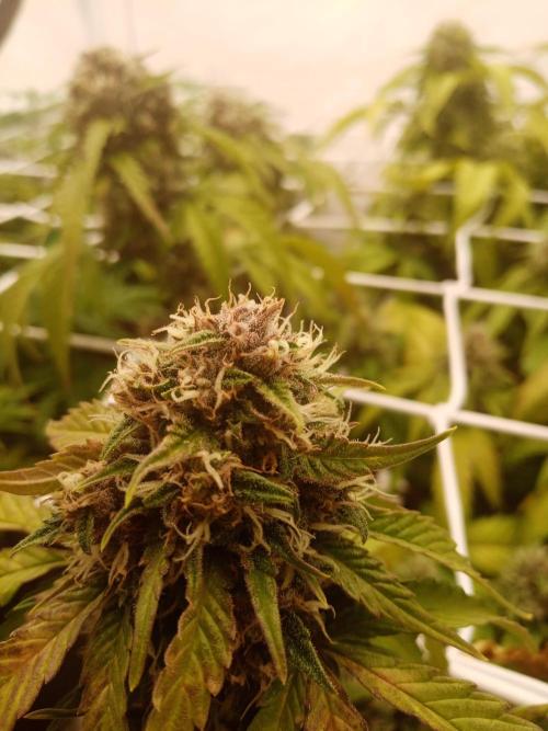 LemonCherryGelato / Gorilla Punch Auto. Week 8
