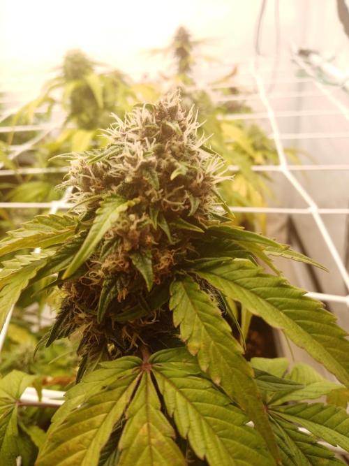 LemonCherryGelato / Gorilla Punch Auto. Week 8