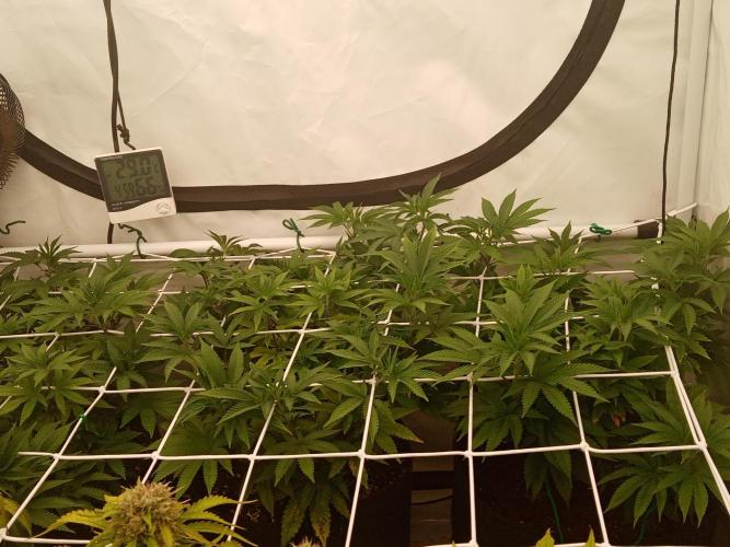 LemonCherryGelato / Gorilla Punch Auto. Week 8 - The Gelato reacted well to the bigger pot and increased nutrition