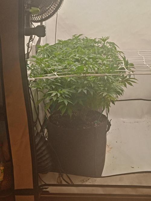 LemonCherryGelato / Gorilla Punch Auto. Week 8 - Day55.........They really grew a lot the last 2 days