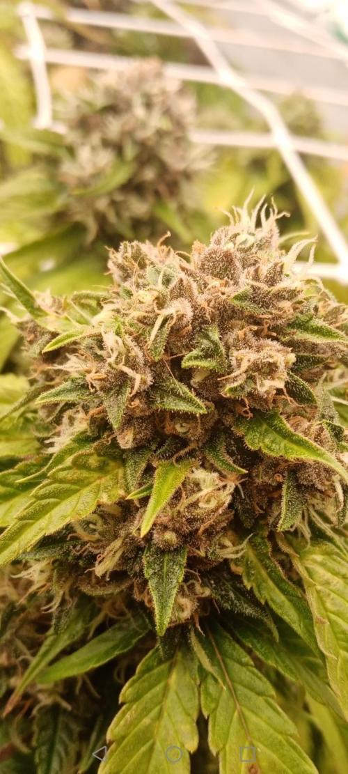 LemonCherryGelato / Gorilla Punch Auto. Week 9