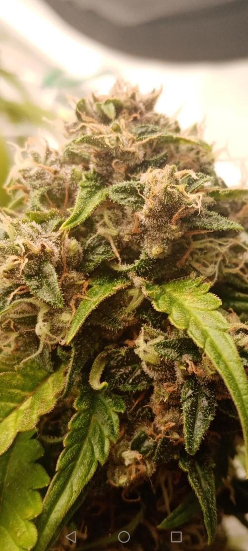 LemonCherryGelato / Gorilla Punch Auto. Week 9