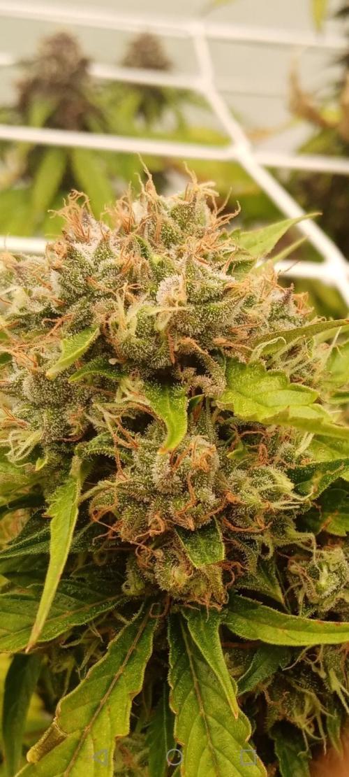 LemonCherryGelato / Gorilla Punch Auto. Week 9