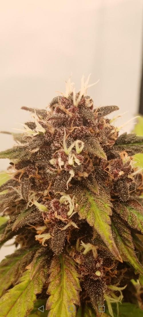 LemonCherryGelato / Gorilla Punch Auto. Week 9