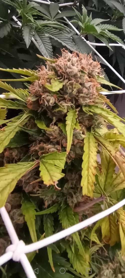 LemonCherryGelato / Gorilla Punch Auto. Week 9