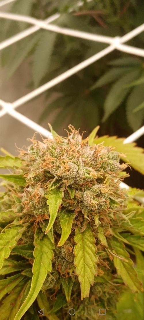 LemonCherryGelato / Gorilla Punch Auto. Week 9