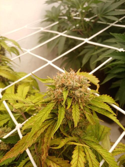 LemonCherryGelato / Gorilla Punch Auto. Week 9