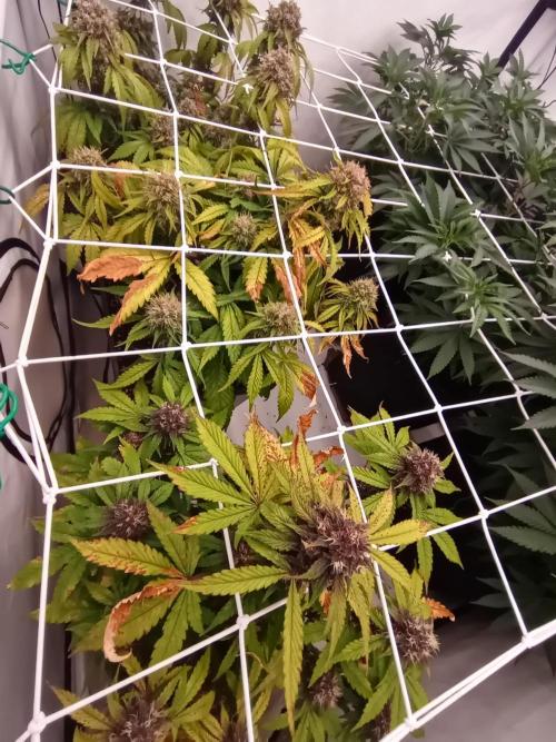 LemonCherryGelato / Gorilla Punch Auto. Week 9