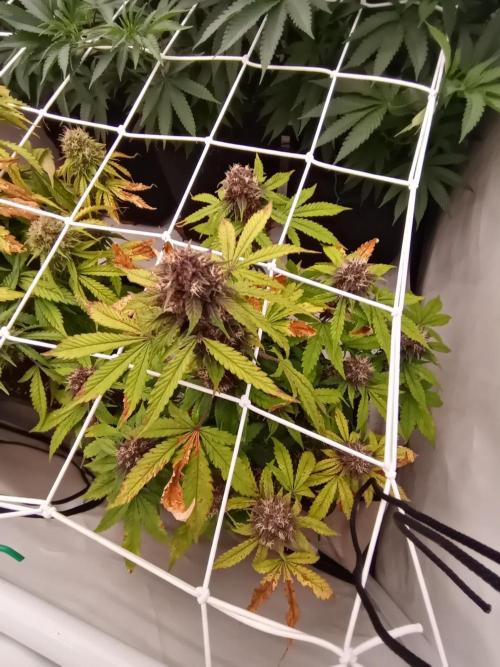 LemonCherryGelato / Gorilla Punch Auto. Week 9