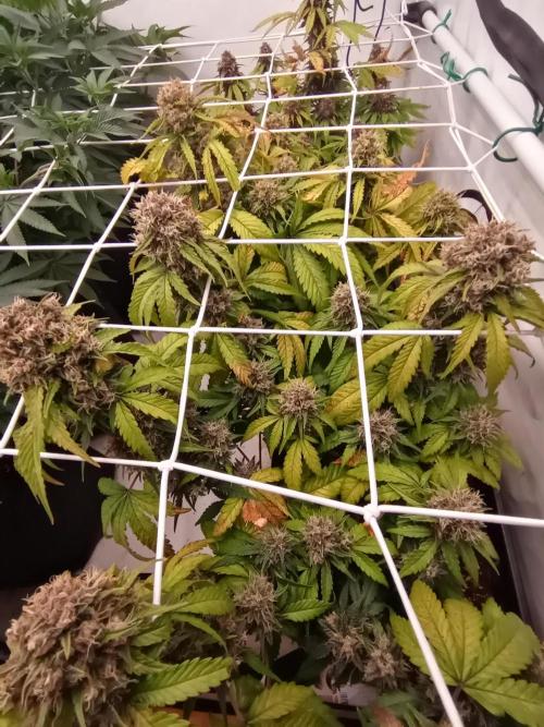LemonCherryGelato / Gorilla Punch Auto. Week 9