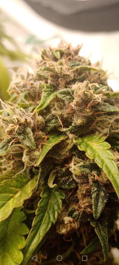 LemonCherryGelato / Gorilla Punch Auto. Week 9