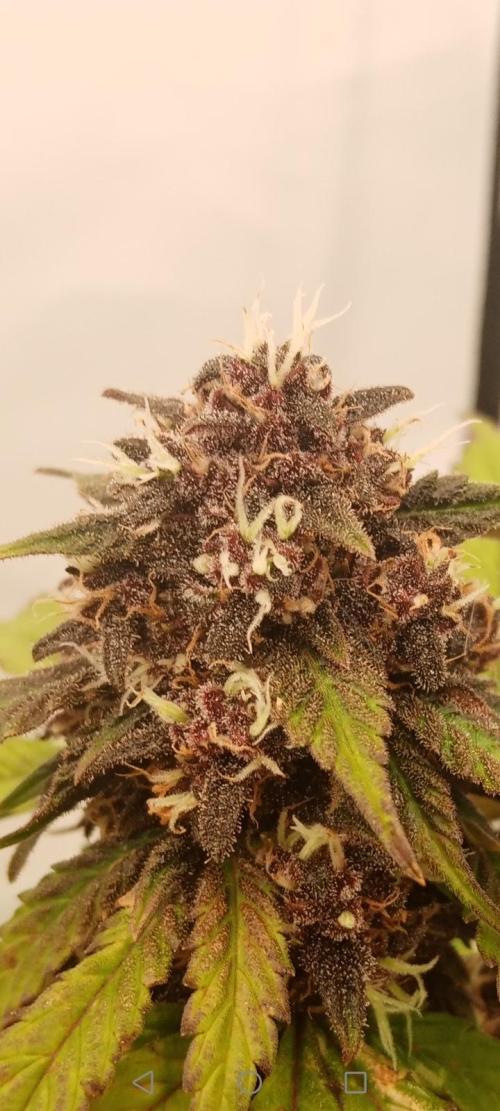 LemonCherryGelato / Gorilla Punch Auto. Week 9