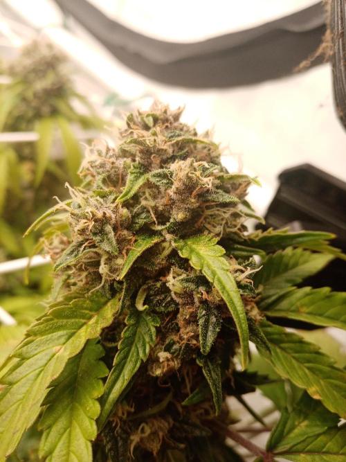 LemonCherryGelato / Gorilla Punch Auto. Week 9